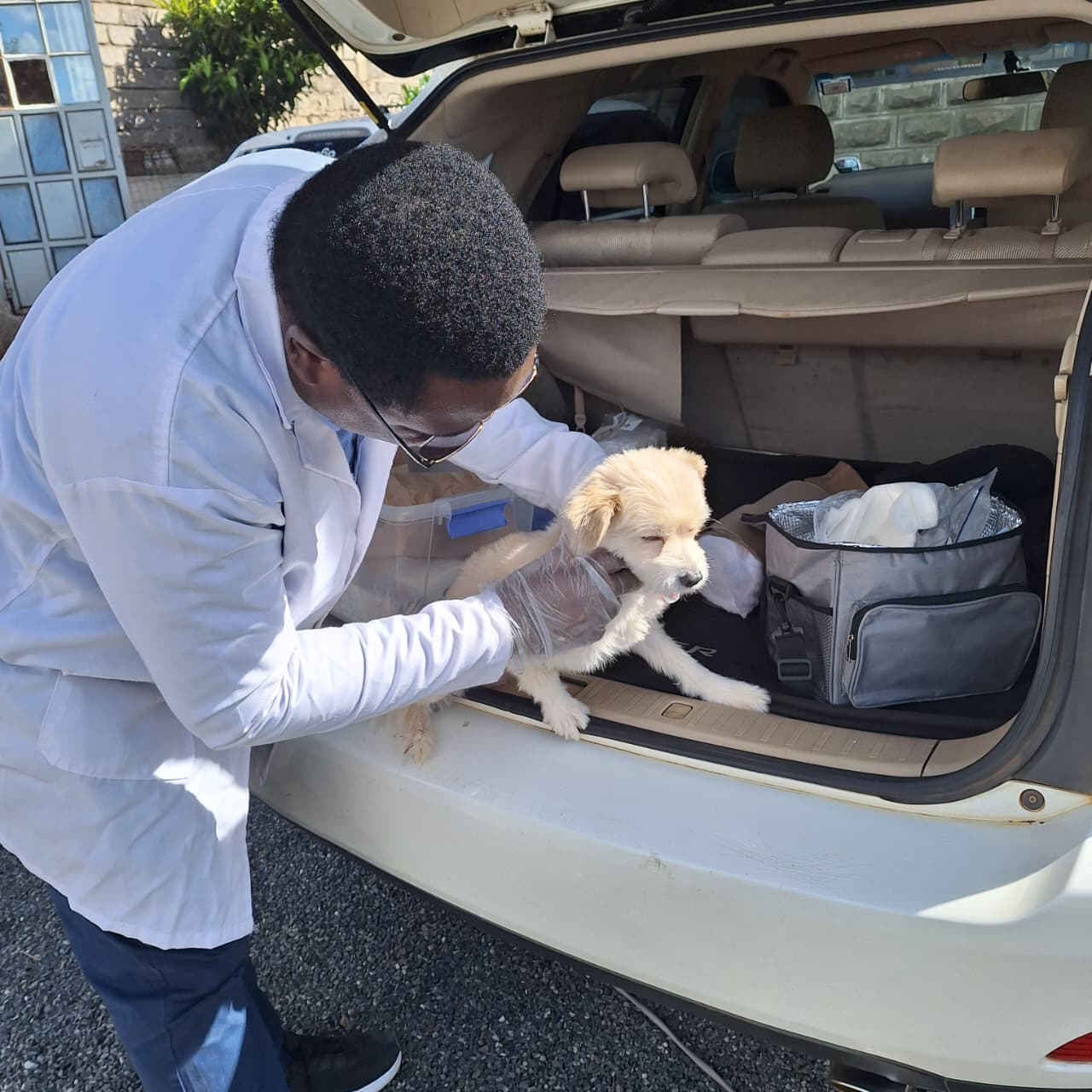 Agrinovetec veterinarian examining a dog at the Nairobi clinic