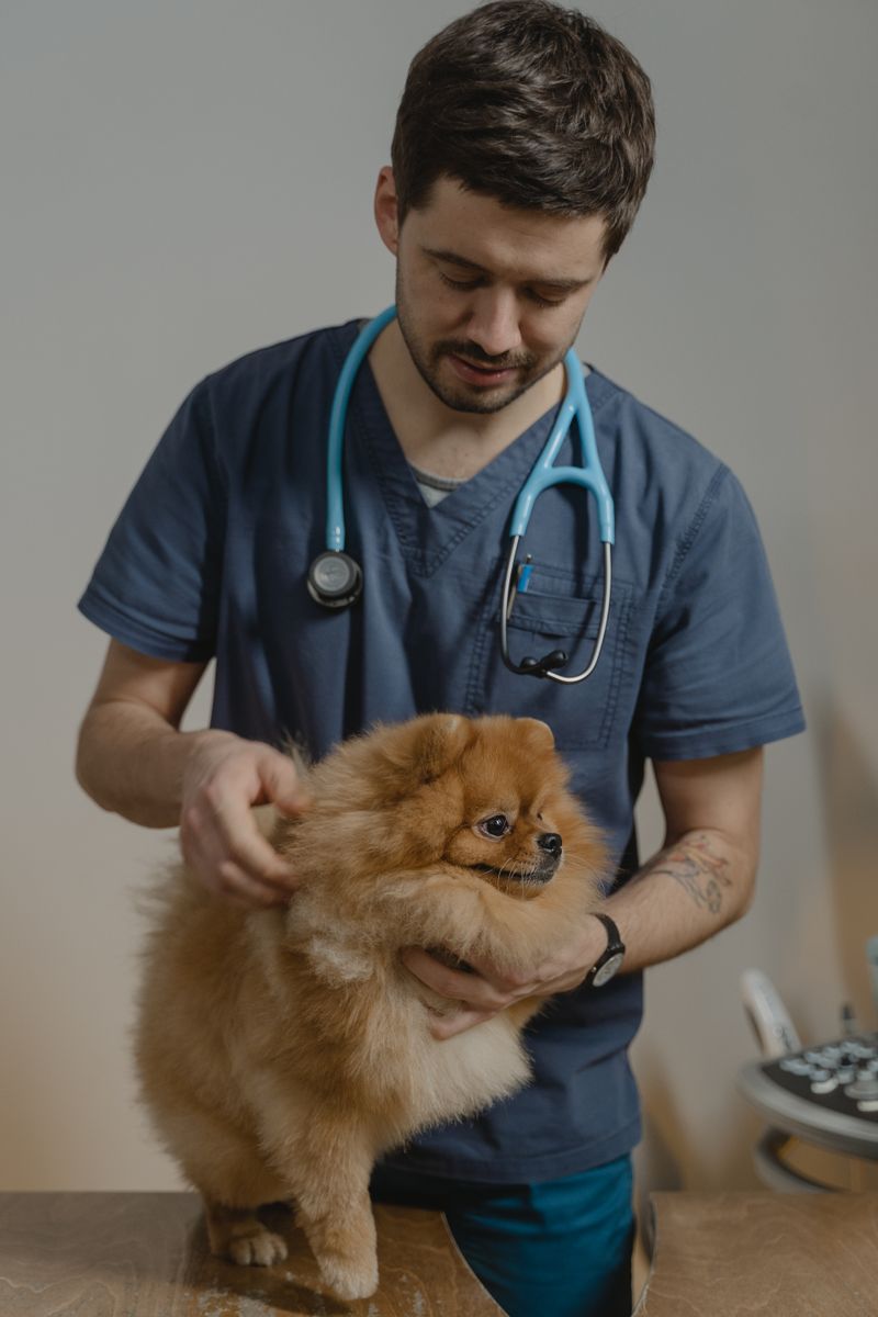 Choosing a veterinarian