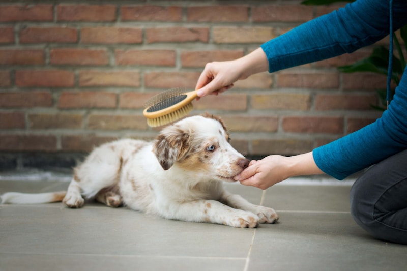 Pet dental care
