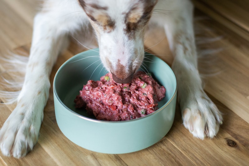 Dog nutrition guide