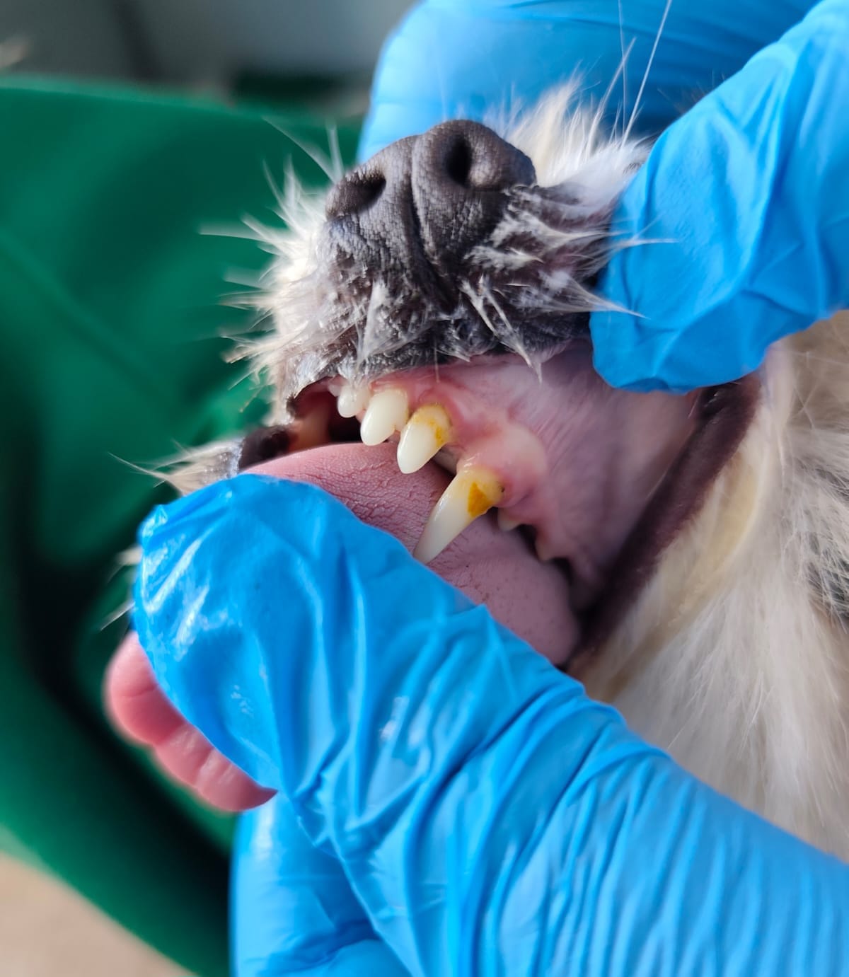 Myth vs. Fact: Can Teething Cause Death in Puppies?