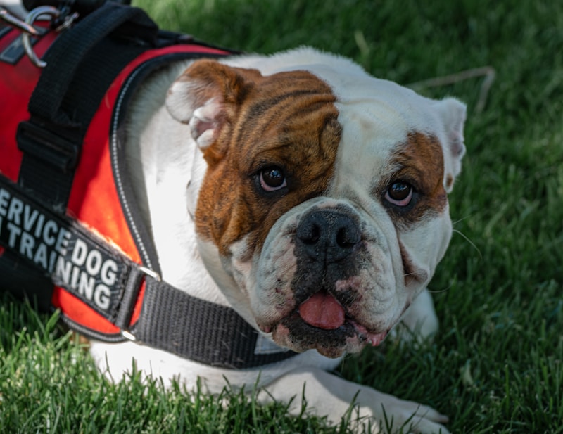 Pet behaviour consultation