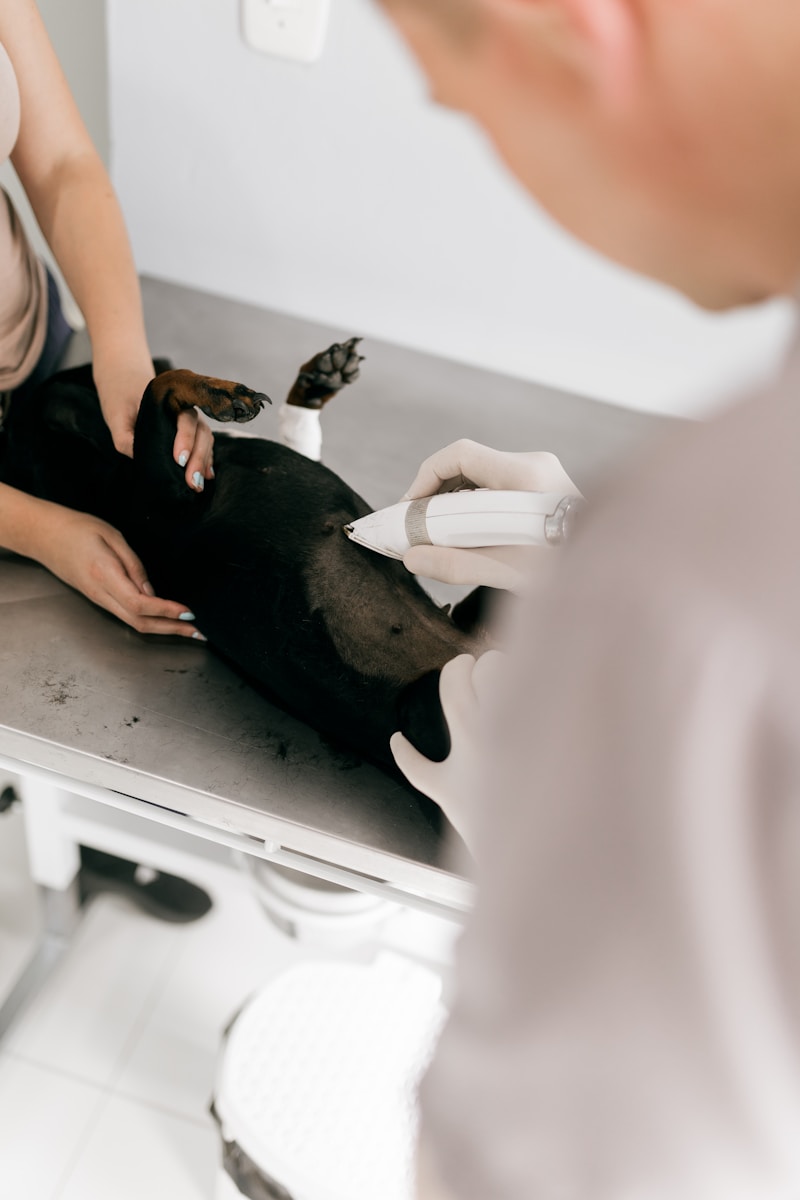 Pet deworming