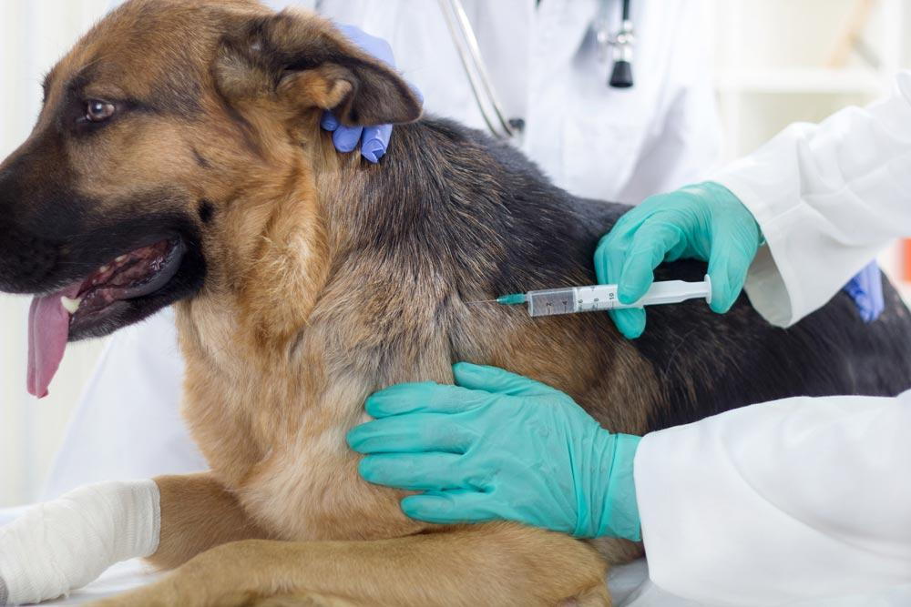 Pet vaccination