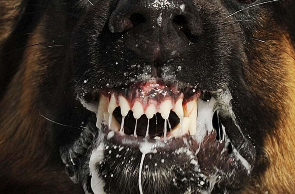 Rabies prevention in dogs