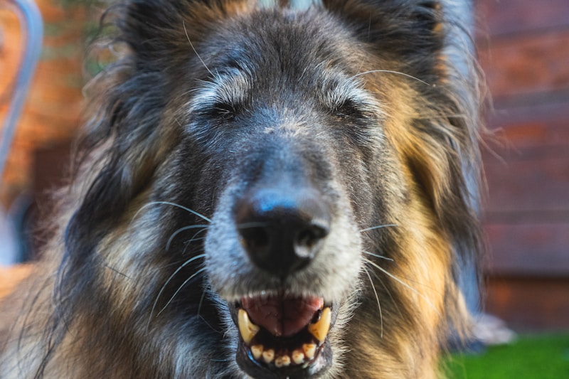 Senior pet care