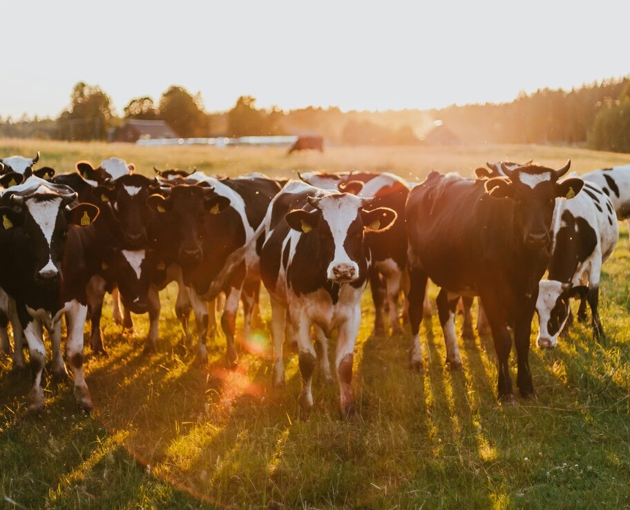 Cattle livestock veterinary services Kenya Agrinovetec