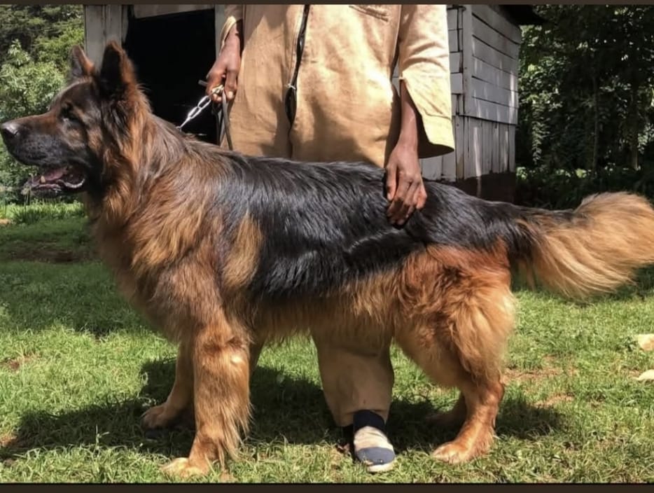 Happy dog receiving veterinary care at Agrinovetec Kenya Nairobi