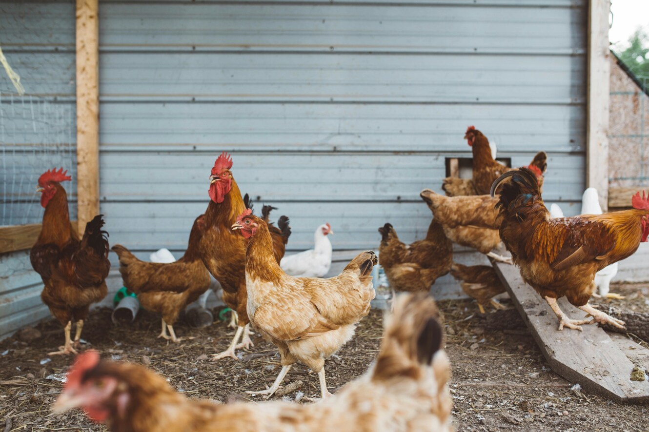 Poultry bird health management Kenya